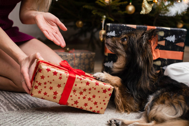 A woman presents a gift to her dog during Christmas. - Zdjęcie, obraz