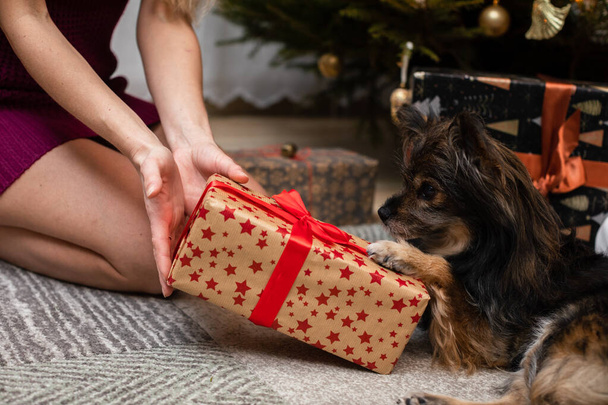 A woman presents a gift to her dog during Christmas. - Φωτογραφία, εικόνα
