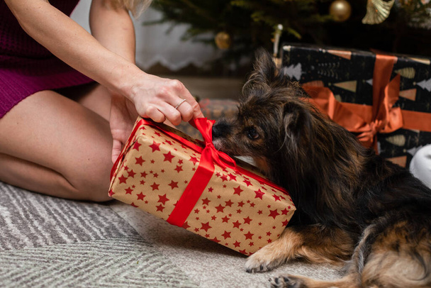 A woman gives a gift to her shaggy dog by the Christmas tree. - Foto, immagini
