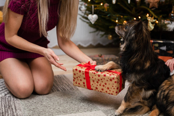 A woman gives a gift to her shaggy dog by the Christmas tree. - 写真・画像