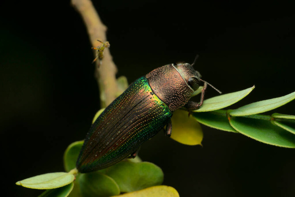 scarabée bijou, espèce Eurythyrée, Satara, Maharashtra, Inde - Photo, image