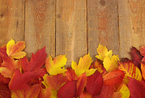 podzimní pozadí  - Fotografie, Obrázek