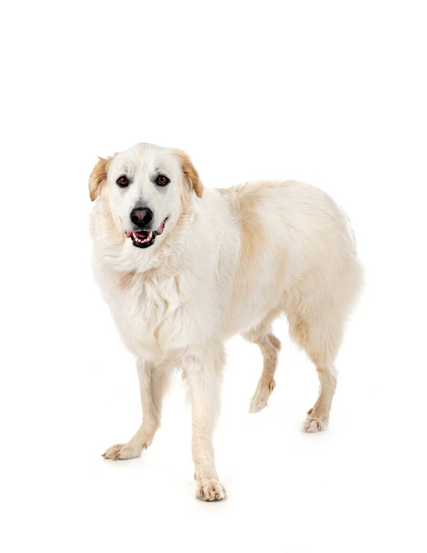 Pyrenean Mountain Dog in front of white background - Φωτογραφία, εικόνα