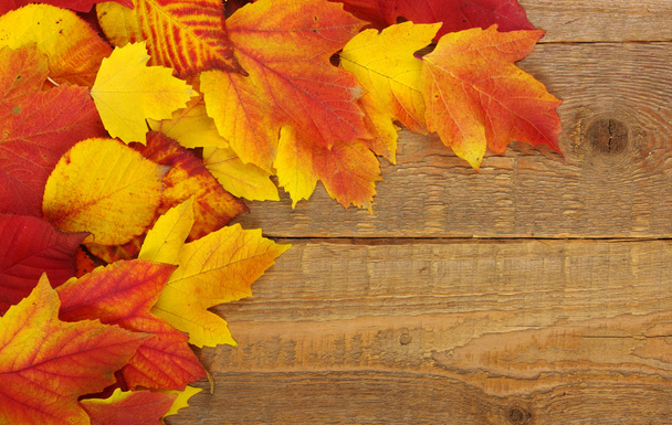 autumn background  - Photo, Image
