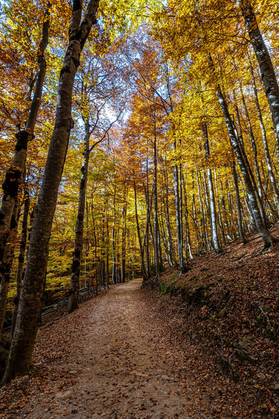 Colorful beech fall forest in Ordesa and Monte Perdido National park, Pyrenees, Aragon in Spain. - Фото, зображення