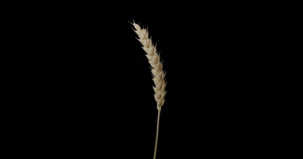 Wheat spikelet rotating alpha channel - Footage, Video