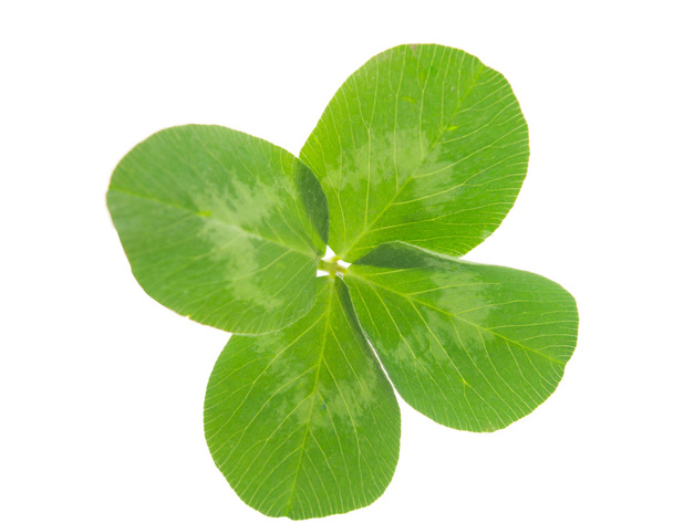 Leaf clover - Photo, Image