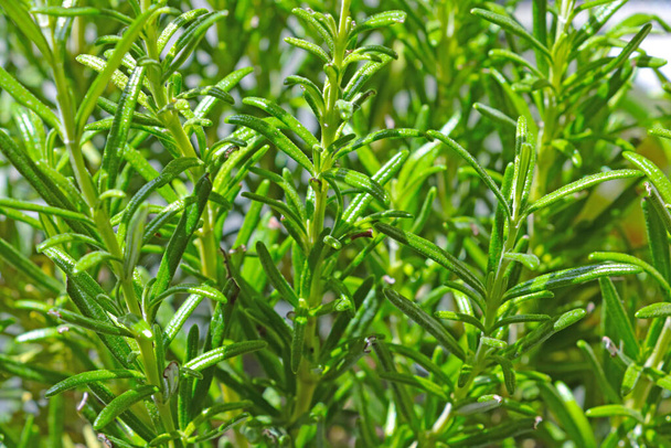 Beautiful green branches of rosemary. Rosemary has a diuretic effect, so it helps to get rid of toxins, salt and other substances during urination - Photo, Image