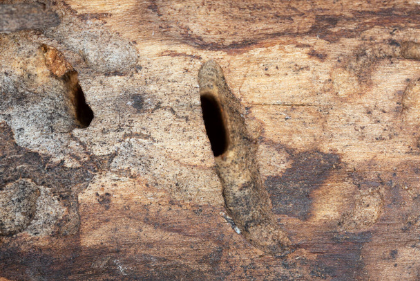 Túneles larvarios y daños en madera de álamo después del escarabajo de cuernos largos tigre gris, Xylotrechus rusticus. Este escarabajo pertenece a la familia Cerambycidae, escarabajos de cuerno largo - Foto, Imagen