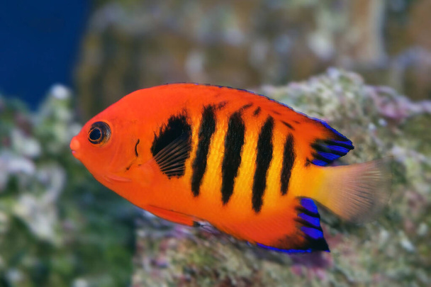 Flame Angelfish, Centropyge loricula, is a dwarf or pygmy marine angelfish from the tropical waters of the Pacific Ocean - Photo, Image