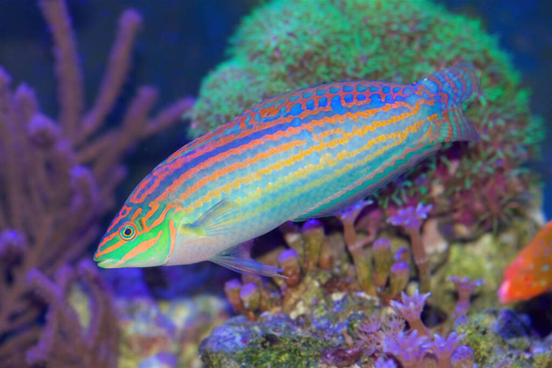 Halichoeres cosmetus, commonly called the Adorned Wrasse, a saltwater fish from the Indian Ocean, adult form - Photo, Image