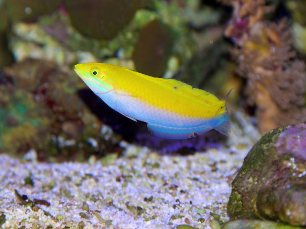 A juvenile Yellow and Purple Wrasse, Halichoeres leucoxanthus, also known as the Four Spot or White Wrasse - Photo, Image