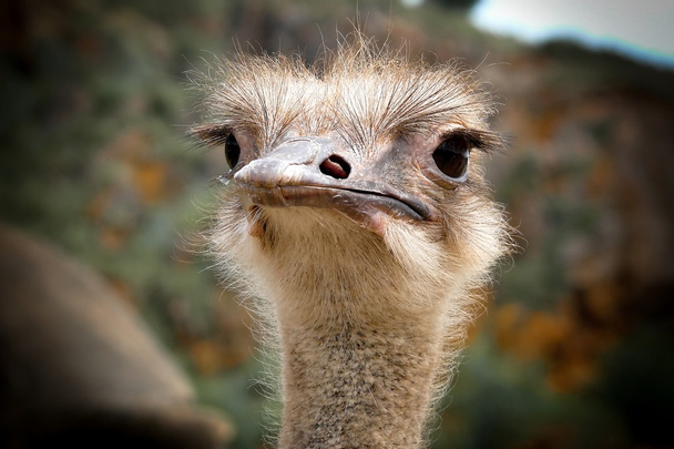 Cabeça de avestruz
 - Foto, Imagem