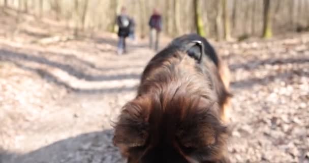 Alman çoban köpeği yürürken bir sopa çiğniyor. Köpekler sonbahar ormanlarında eğlenir, ağaç dallarını kemirir.. - Video, Çekim