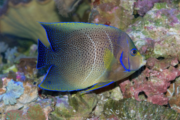 Korán nebo půlkruh Angelfish, Pomacanthus semicirculatus, s téměř dokončeným přechodem z mladistvých na dospělé barvy. Půlkruhový prut uprostřed dává rybě její název - Fotografie, Obrázek