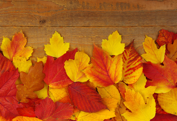 autumn background  - Photo, image