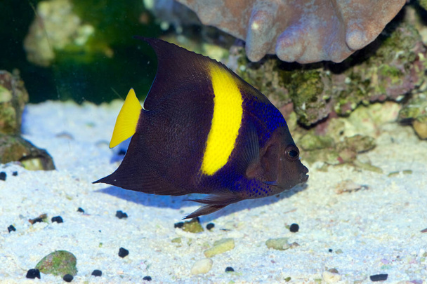 The Asfur Angelfish, Pomacanthus asfur, is also called the Arabian Angelfish, Crescent Angelfish or Half-Moon Angelfish. This is a juvenile with adult coloring. - Photo, Image