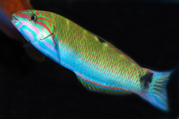 The moon wrasse (Thalassoma lunare) is a species of wrasse native to the Indian Ocean and the western Pacific Ocean - Photo, Image