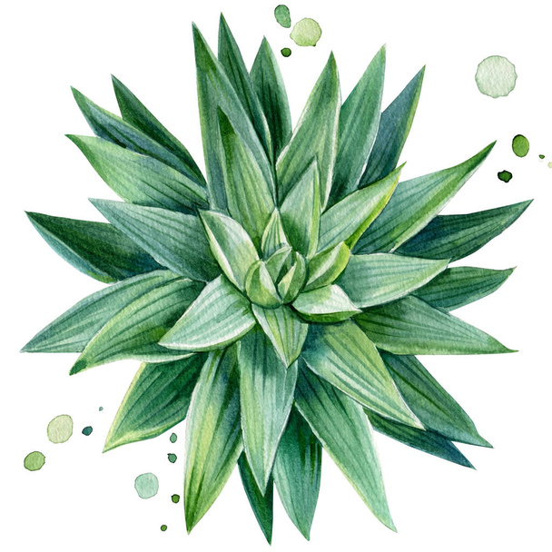 Green succulent plant, watercolor illustration, botanical painting - Фото, зображення