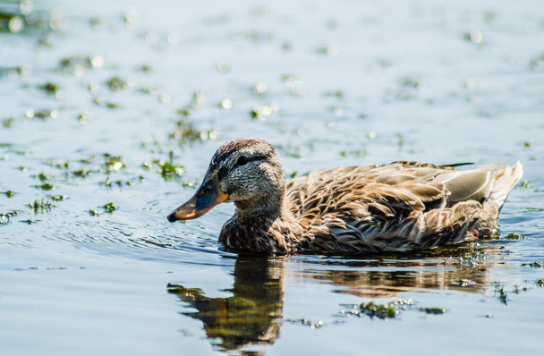 Wild ducks swim on the water of the lake. - Foto, Imagen