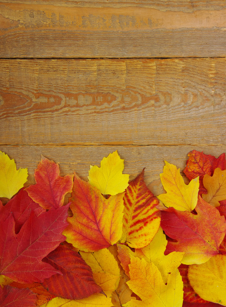 autumn background  - Foto, Imagen