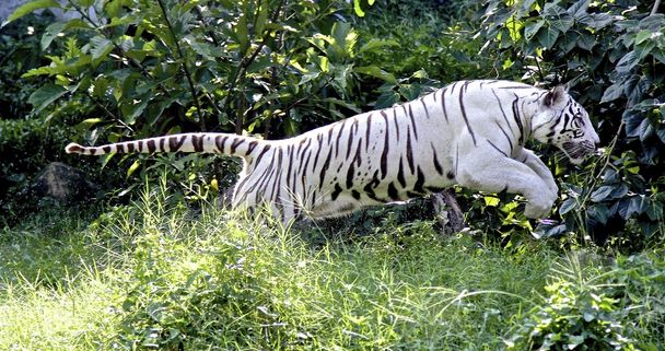 weißer Tiger - Foto, Bild