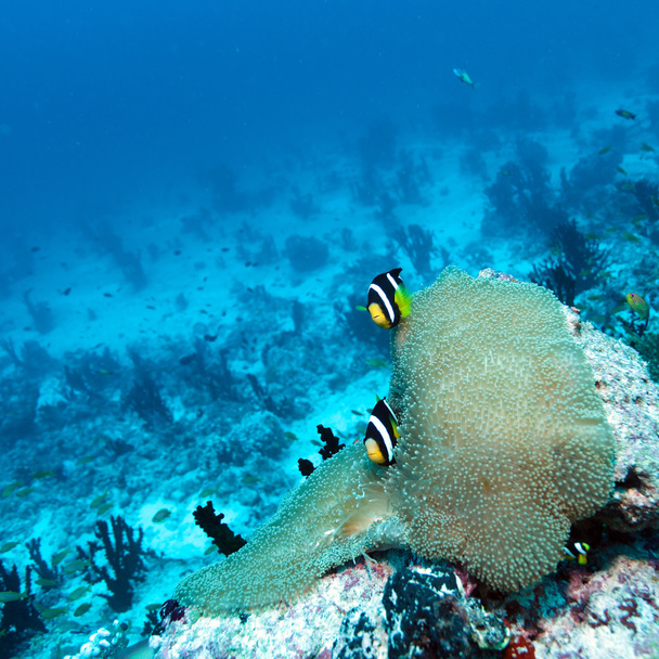 Пара клоун риб поряд Anemone - Фото, зображення