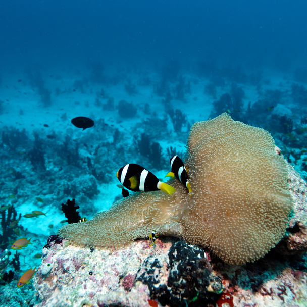 Pair of Clown Fishes near Anemone - Photo, Image