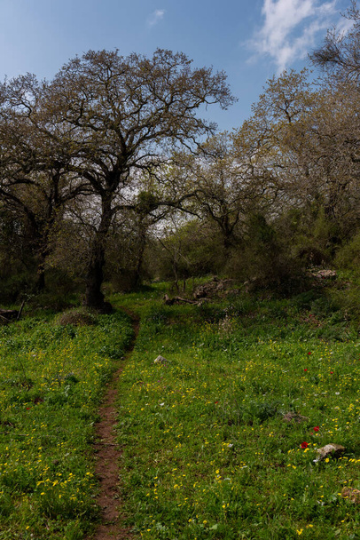 Koeienpad dat leidt naar een bosrijk gebied op het platteland van Israël bij Kiryat Tivon. - Foto, afbeelding