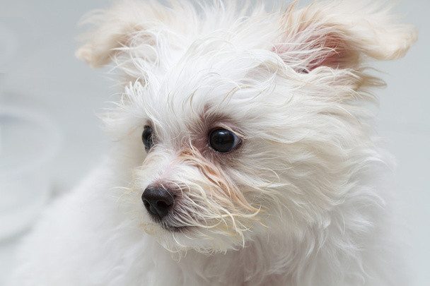 "Ши Цзы "щенок породы крошечная собака, игривость, красота
 - Фото, изображение