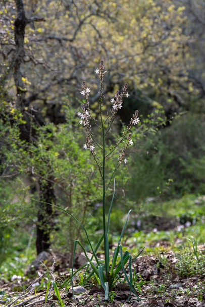 Branco selvagem Asphodel planta cheia na natureza no norte rural de Israel - Foto, Imagem