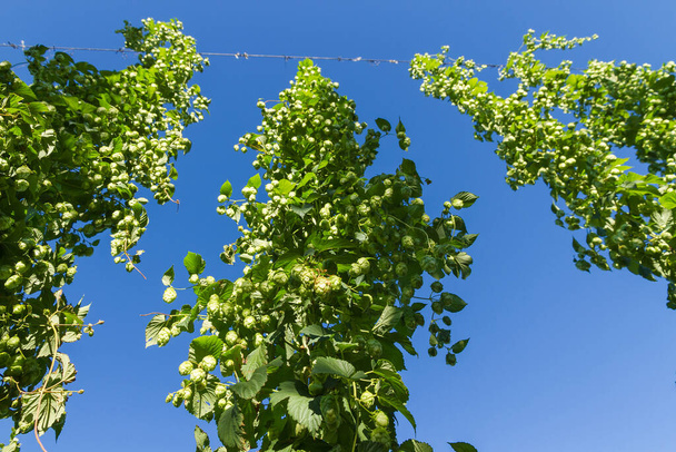 Flowers in the hop plant in the near time to your collection  - Photo, Image