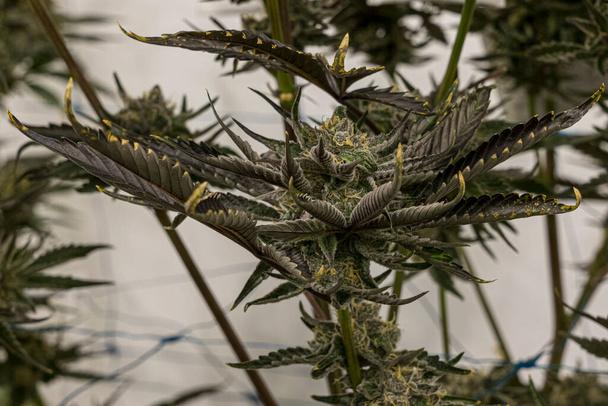 Un gran número de flores de cannabis en la granja legal de interior - Foto, Imagen