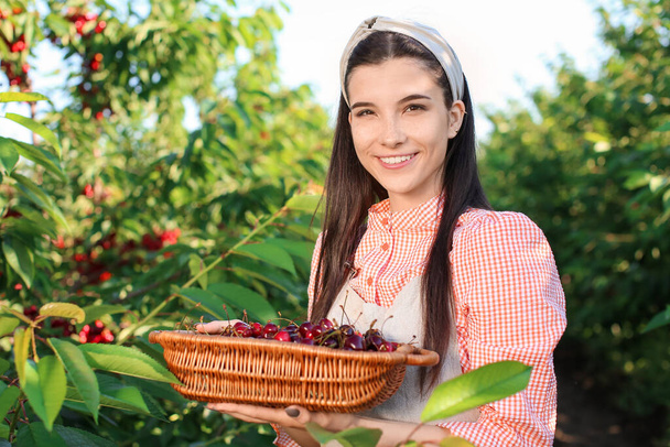Hermosa mujer joven sosteniendo cesta con cerezas rojas en el jardín en el día de verano - Foto, Imagen