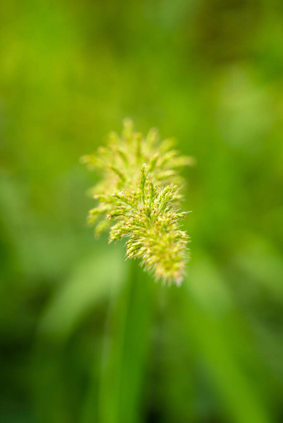 pequeña flor de hierba con fondo borroso - Foto, imagen