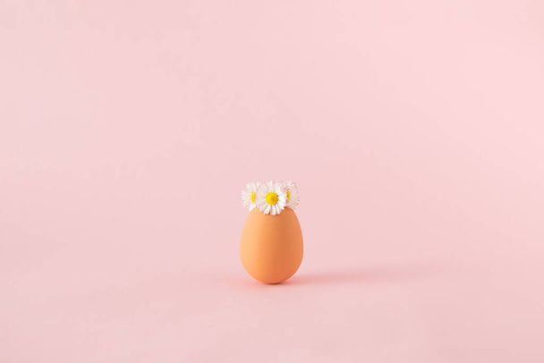 Daisy kwiaty na szczycie jajka na różowym tle. - Zdjęcie, obraz
