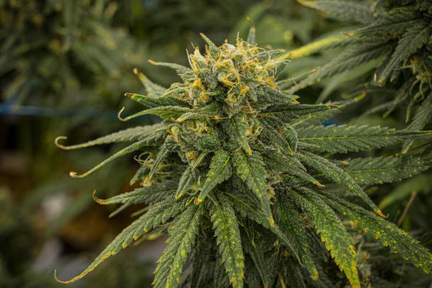 Un gran número de flores de cannabis en la granja legal de interior - Foto, imagen