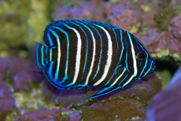 Blue faced angelfish, Pomacanthus xanthometopon, juvenile colors but starting to change into adult coloring - Photo, Image