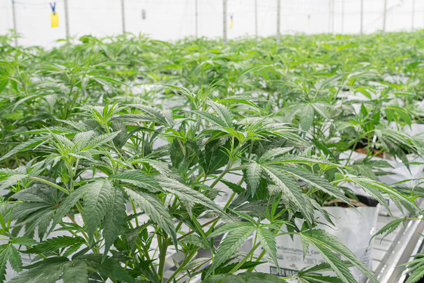 Un grand nombre de fleurs de cannabis à la ferme légale intérieure - Photo, image