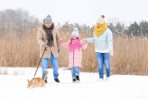 Happy little girl and her grandparents walking with Corgi dog on snowy winter day - Photo, Image