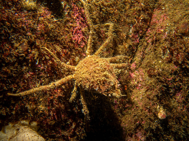 A closeup picture of Ascidiacea, commonly known as the ascidians or sea squirts and a spider crab. Picture from the Weather Islands, Skagerack Sea, Sweden - Photo, Image