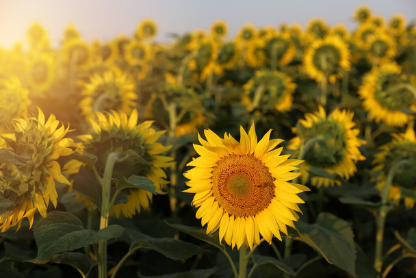 Unikátní květina na slunečnicovém poli - Fotografie, Obrázek