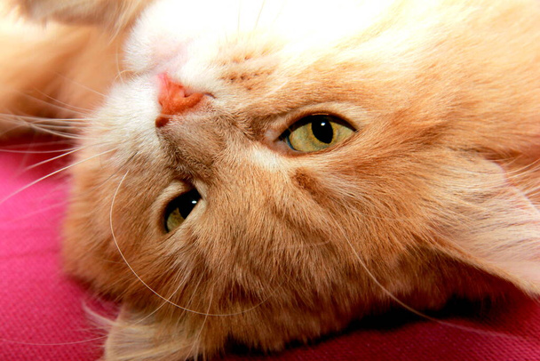 Gevreesde en verraste rode kat met grote staart oogt breed. huiskat ligt op dikke warme deken, close-up. - Foto, afbeelding