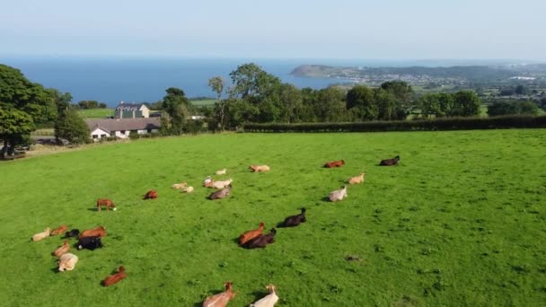 Szarvasmarha-bikák és borjak, amelyek egy egyesült királyságbeli gazdaságban füvet esznek egy mezőn  - Felvétel, videó