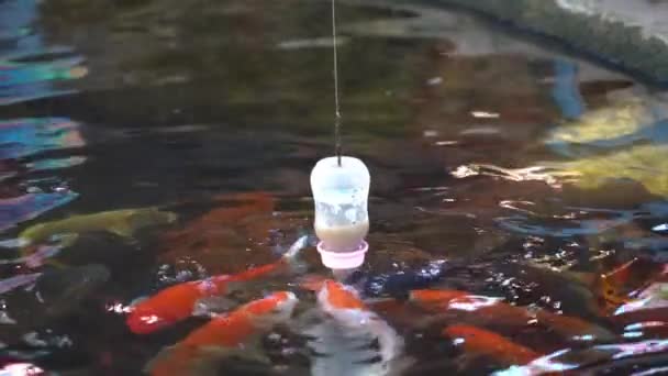 Sazan koi balığını havuzda beslemek bebek mili şişesiyle. - Video, Çekim