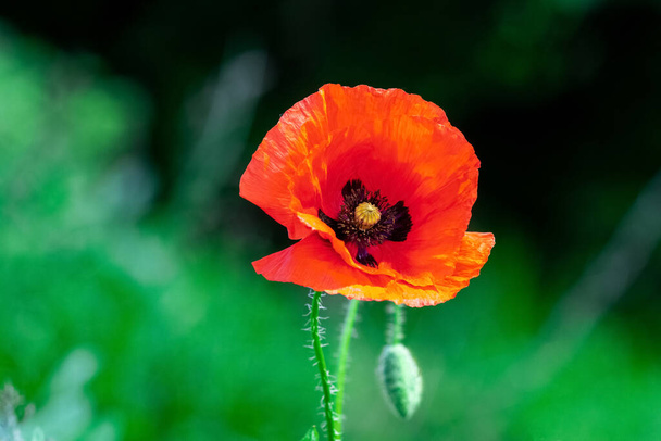 Punainen unikko kukka pellolla tummalla hämärtyneellä taustalla - Valokuva, kuva