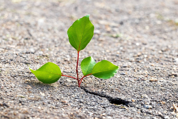 Молоде дерево з зеленим листям проростає через тріщину в асфальті
 - Фото, зображення