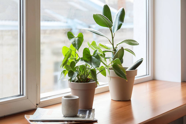 Groene kamerplanten, kaars en tijdschriften op vensterbank - Foto, afbeelding