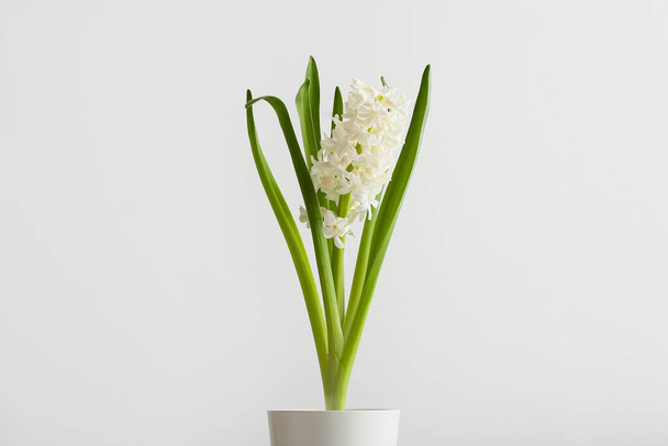 Pot with beautiful hyacinth plant on light background - Photo, Image