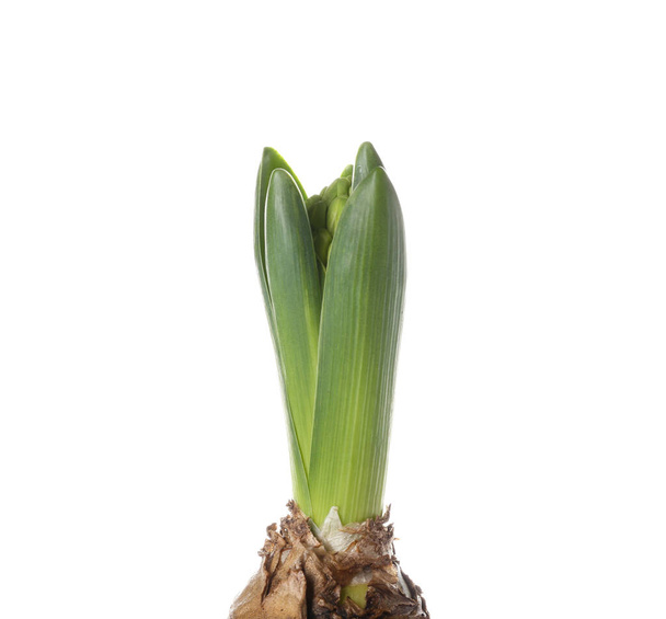 Gorgeous hyacinth plant on white background - Foto, afbeelding